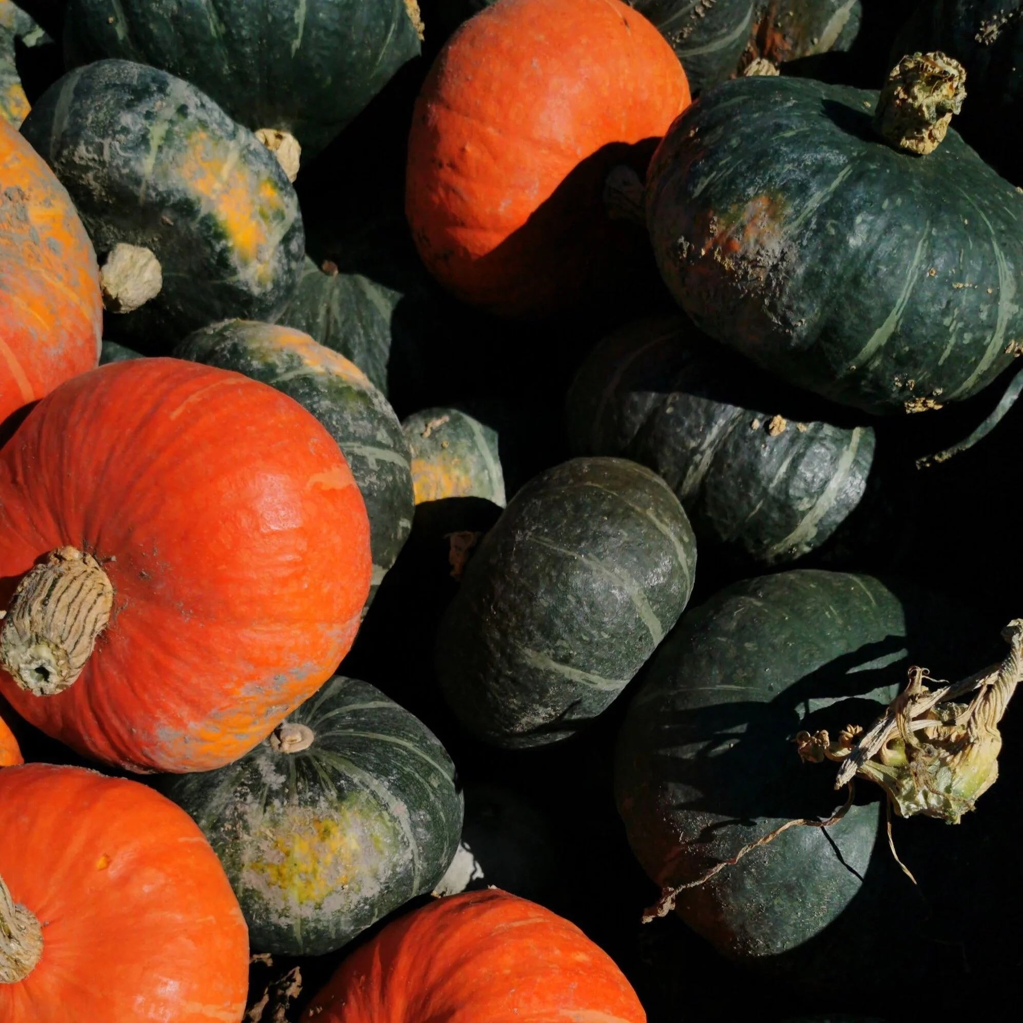 【kabochan様ご予約】 Kabocha squash